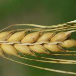 A cevada e o centeio: grãos diferentes, benefícios semelhantes