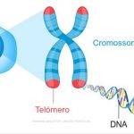 A ciência das células que nunca envelhecem: o efeito dos telómeros
