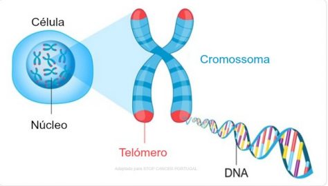 telomeros