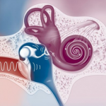 Patologias do ouvido médio: quais são as mais comuns e como reabilitar