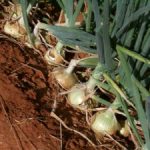 Cebolas: plantar e chorar por mais!