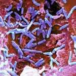 O microbioma e a sua influência no tratamento do cancro