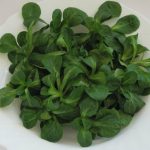 Canónigos: cultivar a sua nova salada de inverno
