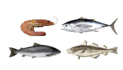 peixes, consumo excessivo de peixe