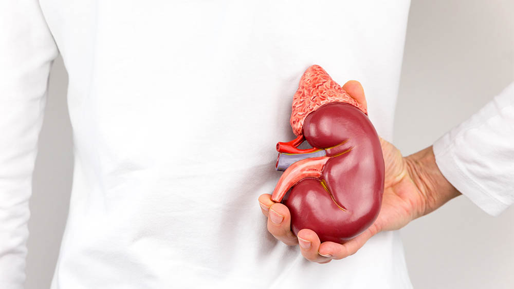 Hand holding model of human kidney organ at body