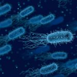 Que fatores influenciam microbiota intestinal do adulto?